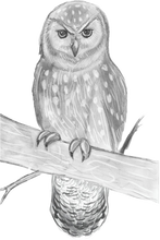 The Tasmanian Adventures of Paloona the Penguin