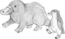 The Tasmanian Adventures of Paloona the Penguin