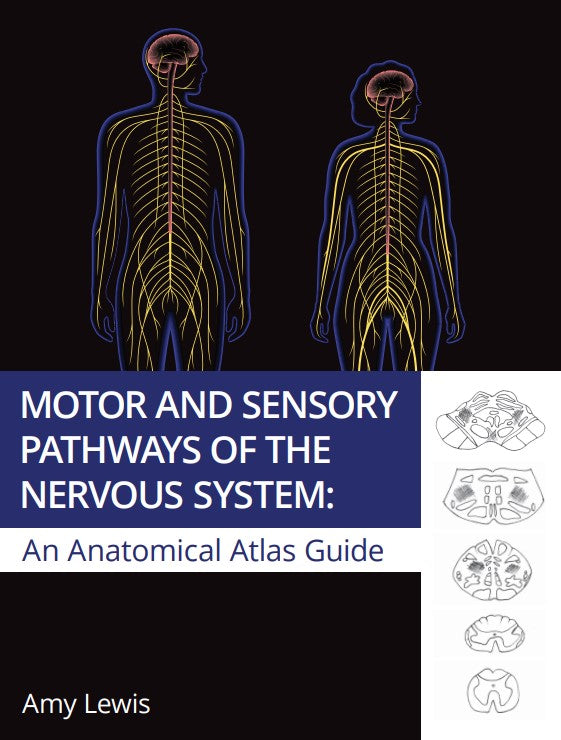 Somatic Sensory And Motor Pathways